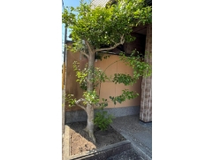 Before画像1